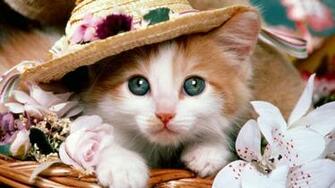 Cute Cat Wallpaper High Definition Resolution