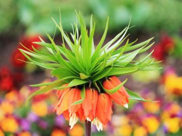 Natural Follower HD Wallpaper
