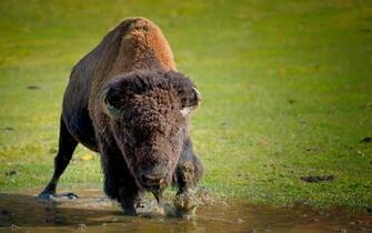 Animal Buffalo Wallpaper