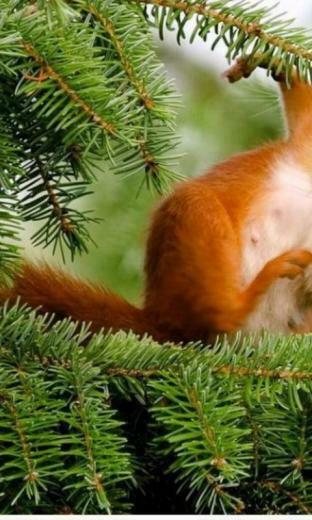 Squirrel Desktop Wallpaper HD