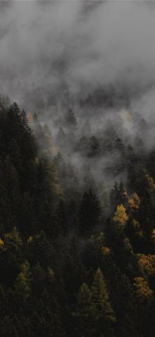 The Autumn iPhone Wallpaper