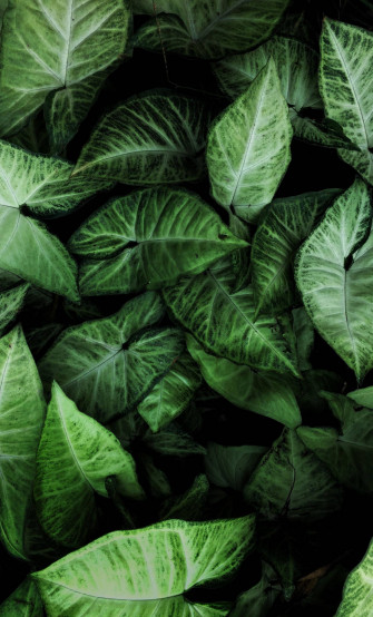 Enjoy A Nature Wallpaper