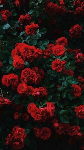 Red Rose Art Background For iPhone And Android Redrose Roseart