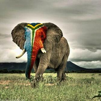 Elephant Wallpaper Maydang