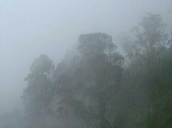 The Mist Wallpaper
