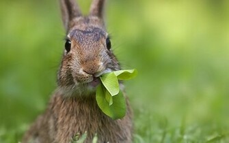 Rabbit Wallpaper And Image Pictures Photos