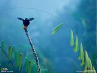 Twelve Wired Bird Of Paradise Jpg