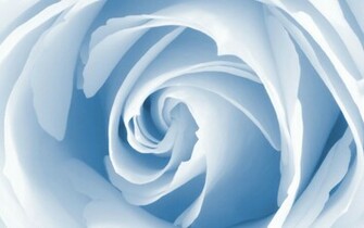 Miscellaneous Baby Blue Rose Desktop Wallpaper Nr By Maf04