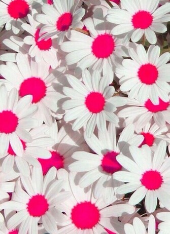 Pink Daisy Wallpaper Daisies