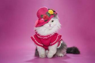 Cute Cats In Different Situations Hq Photos Elsoar