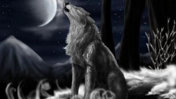 Wolf Wallpaper For Your