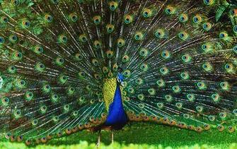 Peafowl Wallpaper First HD