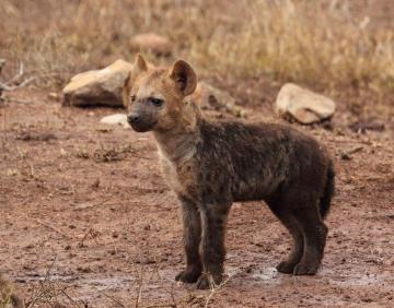 Baby Hyena Cub HD Wallpaper Background Image