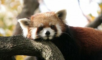 Related Pictures Animal Panda Wallpaper Desktop Background