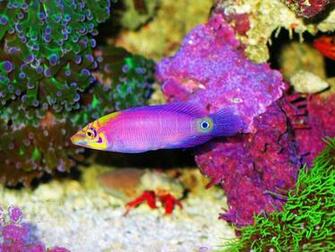 Amazing Worlds Tour And Colorful Fish HD Wallpaper