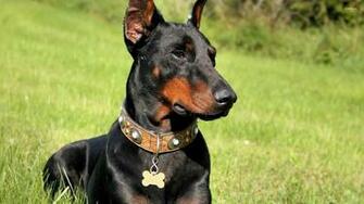 Doberman Pinscher Wallpaper Animal