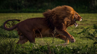 Running Lion 4k Wallpaper HD Animals Image