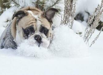 Snow Animals Wallpaper Dogs