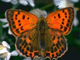 Magic Butterfly