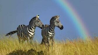 Animal Lovers Zebra Super HD Scenes