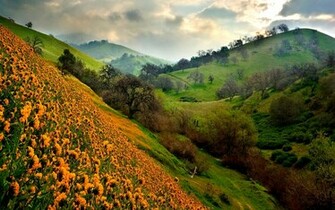 Green Hills Wallpaper Nature