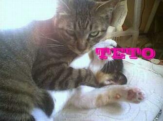 Funny Angry Cats HD Wallpaper