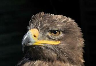 Resolution Image Steppe Eagle 1920x1080p HD Animal Bird Wallpaper