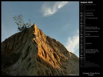 Mlewallpaper Scraggly Torrey Pine At Sunset Calendar