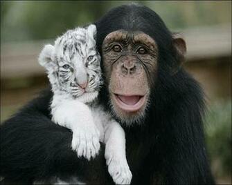 Of Cute Animals With Funny Captions HD Wallpaper Background
