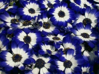 Blue And White Flowers Wallpaper