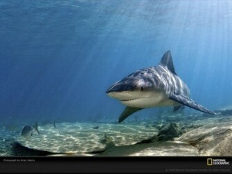 Bull Shark Picture Desktop Wallpaper