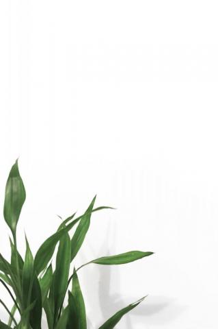 Plants With White Background Best Background