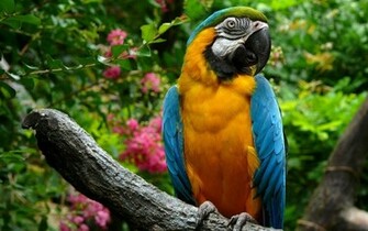 Large Parrots Wallpaper