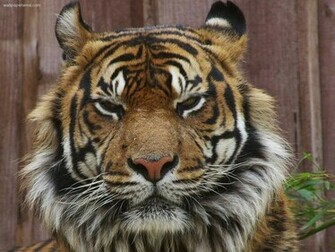 Tiger Wallpaper In HD Background