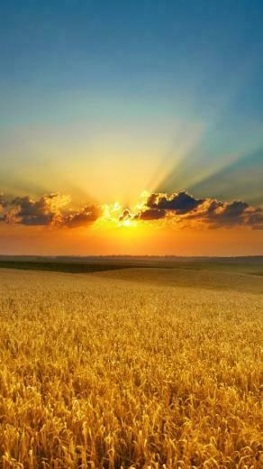 Wallpaper Fuer iPhone Plus Golden Sommer Field