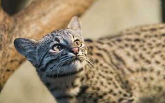 Wild Cat Wallpaper Animal