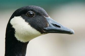 Canada Goose HD Sfondi
