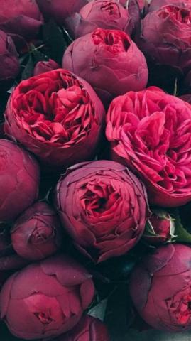 Red Peonies R Amazing Flowers Flower Wallpaper Beautiful