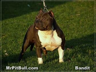 Pitbulls Wallpaper