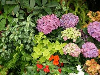 Kashmirs Colorful Flower Garden Wallpaper Home Design Ideas