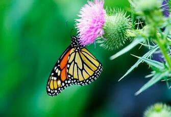 Butterfly On Thistle Wallpaper