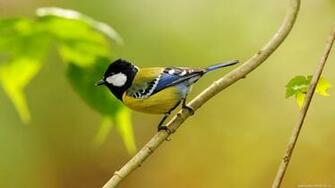 Bird Wallpaper Resolution