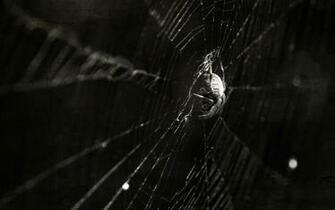 Spider Wallpaper And Background Id