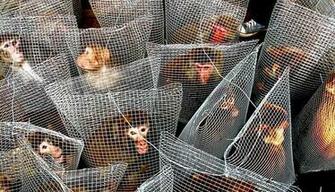Photo By Li Feng Winner Of Animal Category Which Shows Some Caged