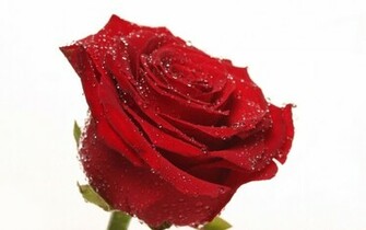 Animals Zoo Park Single Red Rose Wallpaper For Desktop Background