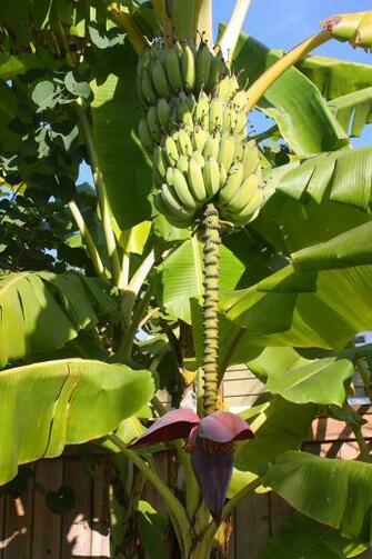 Banana Tree With Fruit And Blossom Stock Photo HD Public Domain
