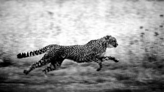 Black Cheetah Wallpaper Image