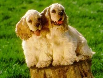 American Cocker Spaniel Wallpaper Pictures Pics Photos Image