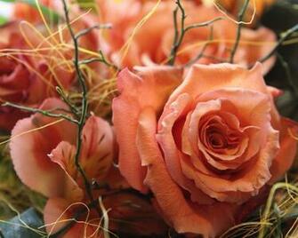 Pretty In Peach Roses Wallpaper