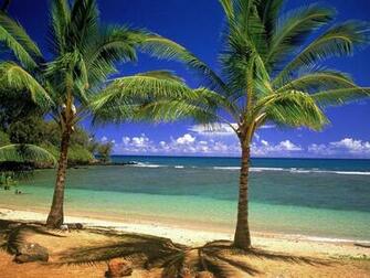 Nice Beach Background White Sand Blue Water Green Palm